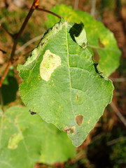 Phyllonorycter sagitella