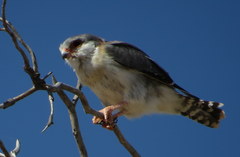 Polihierax semitorquatus