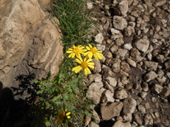 Senecio squalidus rupestris