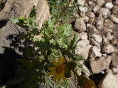 Senecio squalidus rupestris