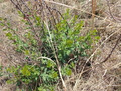Searsia zeyheri