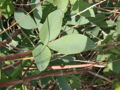 Searsia zeyheri