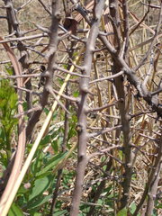 Searsia zeyheri
