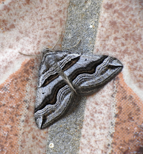 Scotopteryx peribolata (Hübner, 1817)