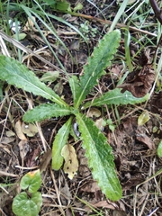 Cirsium japonicum