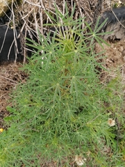 Lupinus angustifolius