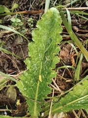 Cirsium japonicum