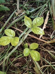 Eleutherococcus trifoliatus