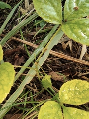 Eleutherococcus trifoliatus