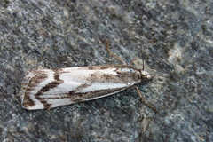 Catoptria luctiferella