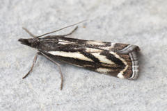 Catoptria luctiferella