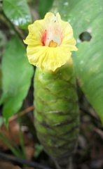Costus sepacuitensis