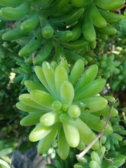 Sedum pachyphyllum