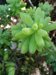 Sedum pachyphyllum