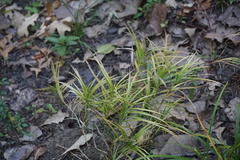 Carex muskingumensis