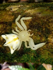 Epicadus heterogaster