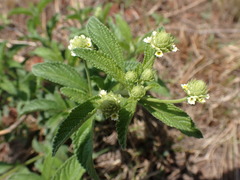 Lippia rehmannii