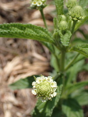 Lippia rehmannii