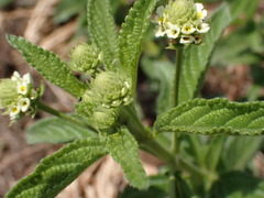 Lippia rehmannii