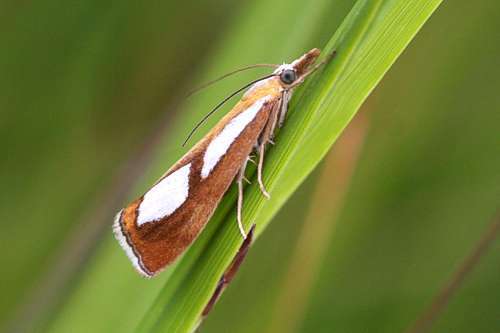Catoptria conchella (Denis & Schiffermüller), 1775
