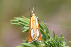 Catoptria conchella
