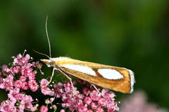 Catoptria conchella