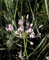 Allium anisopodium
