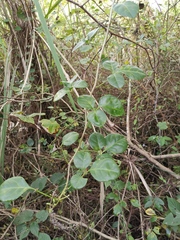 Eleutherococcus trifoliatus