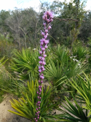 Variedad Liatris tenuifolia tenuifolia · iNaturalist Mexico