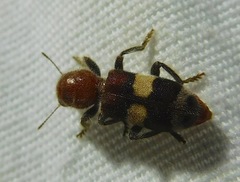 Enoclerus quadrisignatus