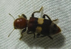 Enoclerus quadrisignatus