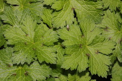 Geranium × oxonianum