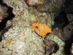 Antennarius multiocellatus