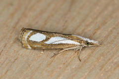 Catoptria mytilella