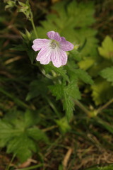 Geranium × oxonianum