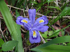Iris lacustris