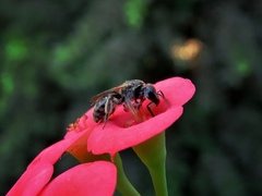 Lasioglossum