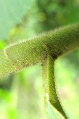 Costus sepacuitensis