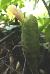 Costus sepacuitensis