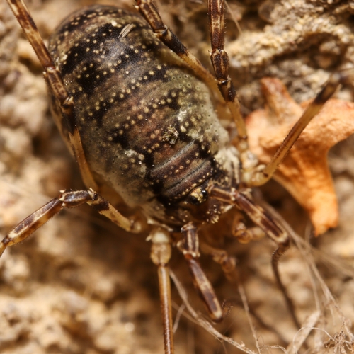 Oligolophus hansenii