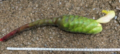 Costus sepacuitensis