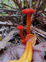 Hygrocybe constans