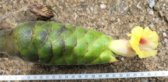 Costus sepacuitensis