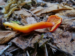 Hygrocybe constans