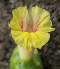 Costus sepacuitensis
