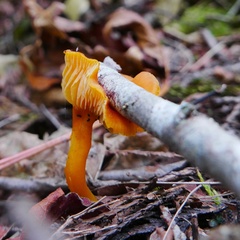 Hygrocybe constans