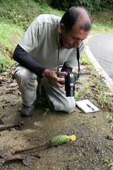 Costus sepacuitensis