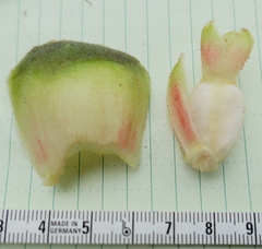 Costus sepacuitensis