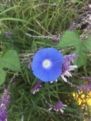 Ipomoea hederacea