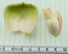Costus sepacuitensis